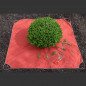 Mobile Preview: Buchsbaum Formschnitt Tuch
